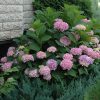 Hydrangea Endless Summer #3 - Image 3
